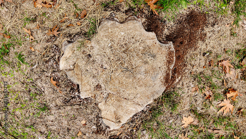 A decaying stump of a field elm tree (Ulmus minor) surrounded by dry leaves and grass in a garden