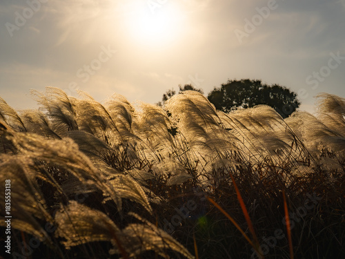 Photography Autumn landscapes of Seoul parks with warm and calm atmosphere