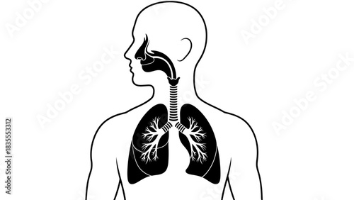 Human Respiratory System Diagram Showing Lungs and Airway