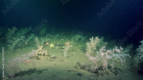 On deep ocean exploration, Gorgonocephalus eucnemis, Gorgon's head brittle star, unfolds its intricately branched arms. Fascinating creature in its natural deep sea habitat, observed by underwater.