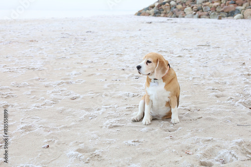 Dog observes coast, Canine quietly watches icy shoreline, Serene hound calmly surveys frozen ocean edge, Peaceful Beagle sits silently at icy border of sea under overcast sky
