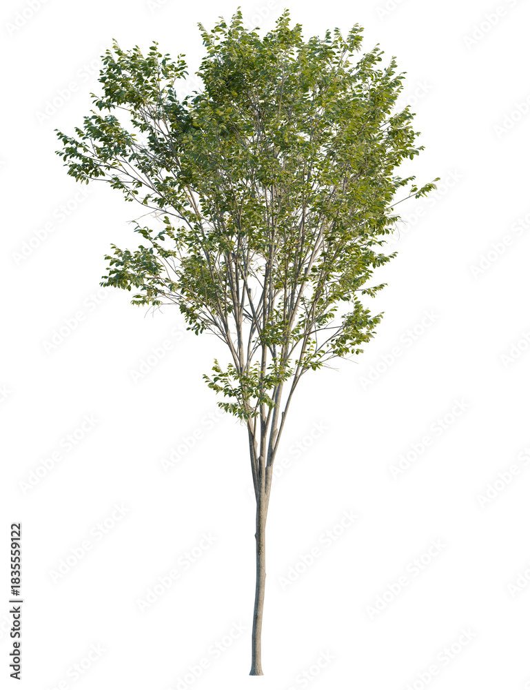 Fototapeta premium Ulmus pumila tree 4k cutout, front view, transparent background, isolate, Majestic tree with green leaves isolated for landscape design needs