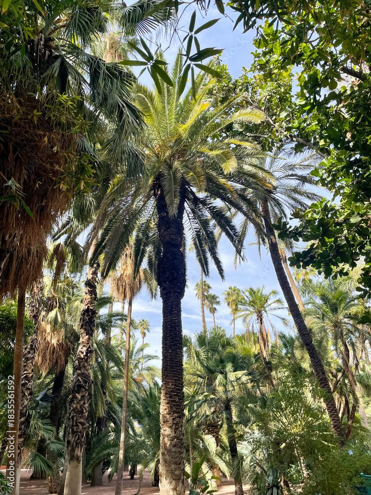 Obraz premium Palm grove in the lush Marrakech garden, palm trees dense green fronds, warm daylight through foliage and blue sky