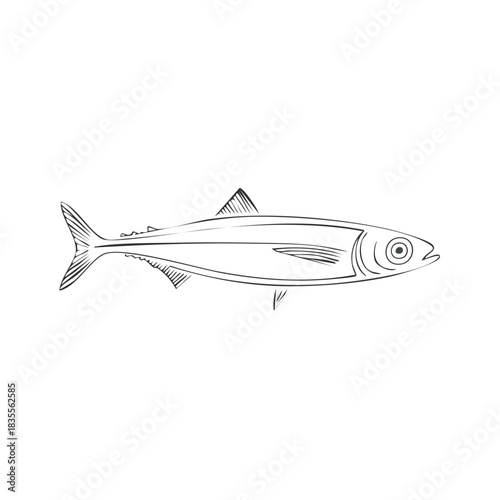 Detailed line drawing of a single herring fish in profile view, isolated on white background.