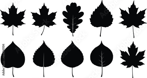 Set of Autumn Fall Leaves Black Vector Silhouettes, Maple Oak Birch and Aspen Tree Foliage Drawing, Natural Flora Season Collection, Nature Element Illustration Design