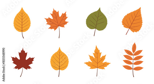 Collection of eight beautifully detailed autumn leaves in warm fall colors, including maple and birch, isolated on a white background for seasonal designs.