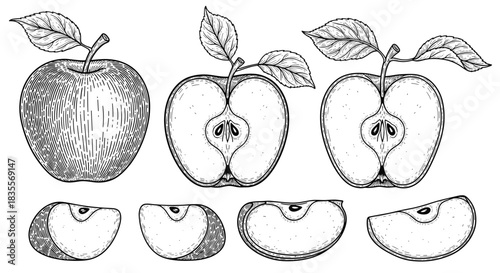 Detailed hand-drawn vintage engraving of a whole apple, halves, and slices, showcasing a classic botanical illustration style for food packaging.