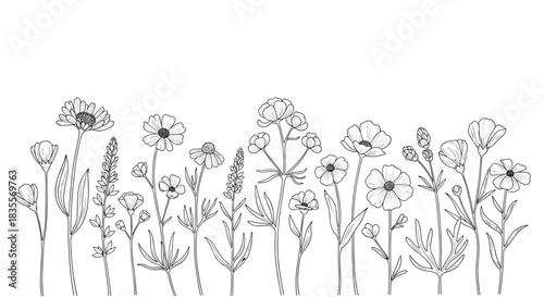 Delicate horizontal border of various hand-drawn meadow wildflowers, featuring thin stems and blossoms in a beautiful black and white sketch illustration.