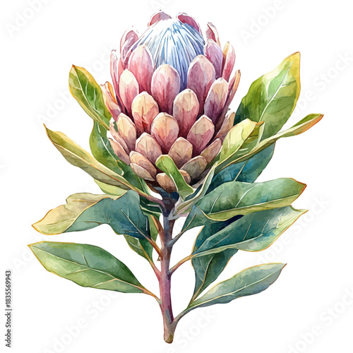 watercolor of Protea Flower graphic, isolated on a white background.