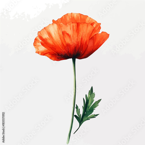 Poppy Flower, charming watercolor vector with soft tones and graceful design, isolated on a white background.