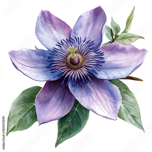 Passion Flower, beautiful watercolor illustration with vivid colors and detailed vector style, isolated on a white background.
