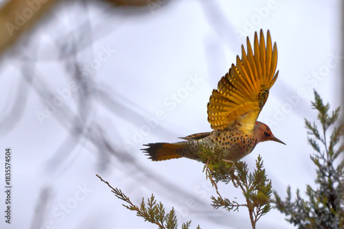 Northern flicker in cedar tree. 