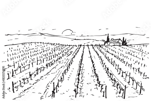 line thick sketch vineyard fields, doodles landscape