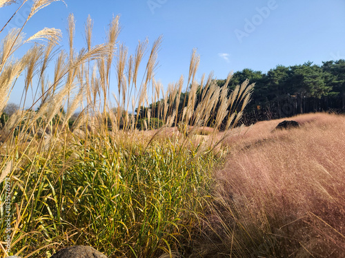 Slika na platnu Miscanthus sinensis and pink mully