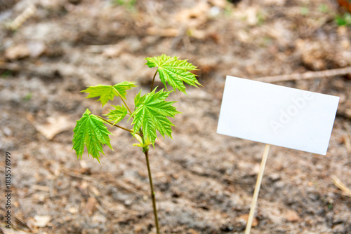 Spring Arbor day background, banner, flyer. Young tree seedlings and garden tools. poster card frame typography design photo. Template for advertising, social media, web with space for text