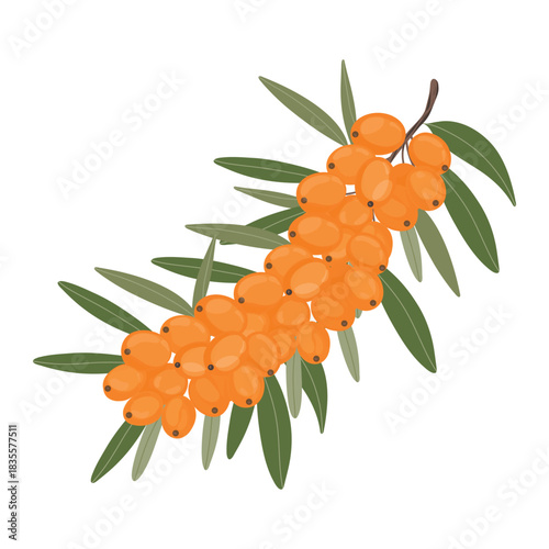 Sea buckthorn branch, berry and leaf illustration. Buckthorn twig drawing, botanical art. Sea buckthorn sprig, natural berry vector