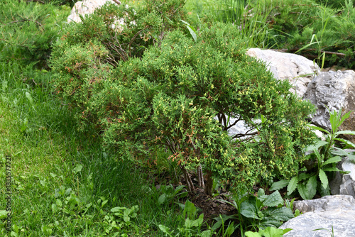 Juniper, pine and stones in landscape design
