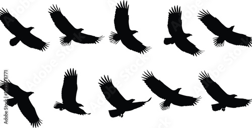 Set of ten flying eagle, hawk, or bird of prey silhouettes with large wings and different soaring poses isolated on white