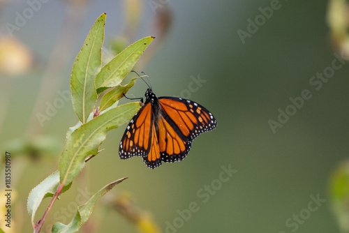 Beautiful, colorful Monarch butterfly alit on a leaf.