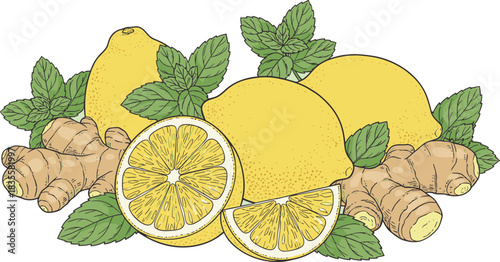 Lemon ginger mint illustration, fresh ingredients, herbal remedy, culinary elements, natural health food, flat vector design, line art style