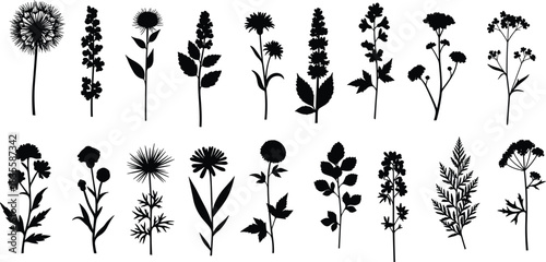Stunning collection of diverse wild meadow flower silhouettes perfect for elegant botanical design projects and natural brandingflower, plant, botanical, nature, silhouette, wild, meadow, garden, herb