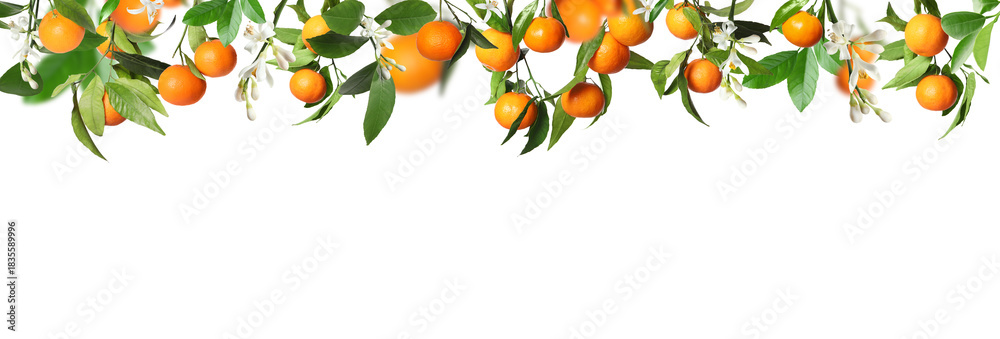 Obraz premium Ripe tangerines on branches with green leaves and flowers against white background. Banner design