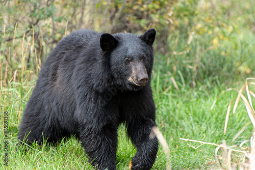 Close up of a black bear in an open space in Eastern Colorado.