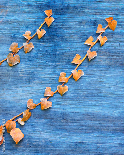 heart shaped, yellow ivy leaves climbing an old blue weathered wooden wall