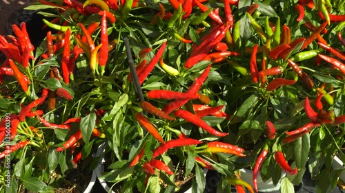 Hot Pepper Plants for Home Garden