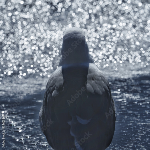 Seagulls on the shore of a beach