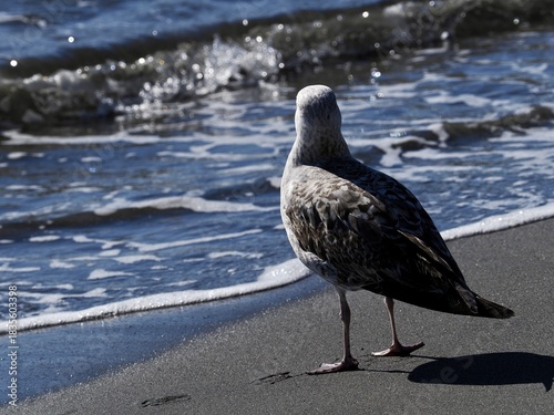 Seagulls on the shore of a beach