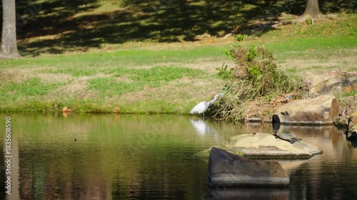 A turtle basks on a rock in a Texas city park on a sunny December day, while in the background, a heron hunts for fish.