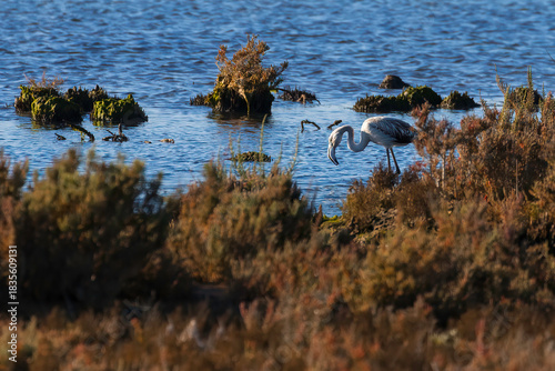 Aufnahme eines flamingos in seinem Habitat.