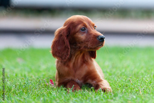 Cuadro en lienzo Red irish setter dog in field
