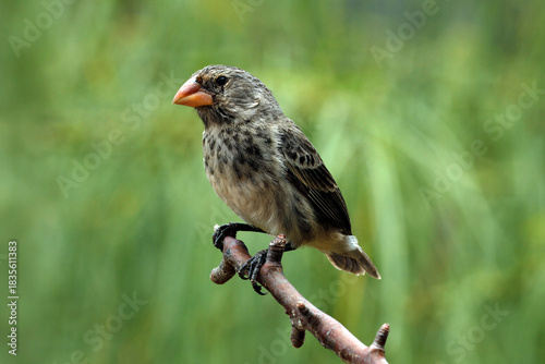 Mangrove finch
