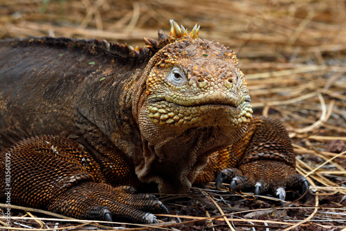 galapagos land iguana