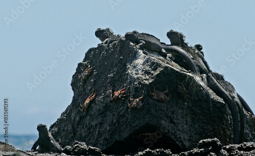 Marine iguanas
