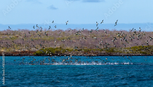 blue-footed boobies foraging