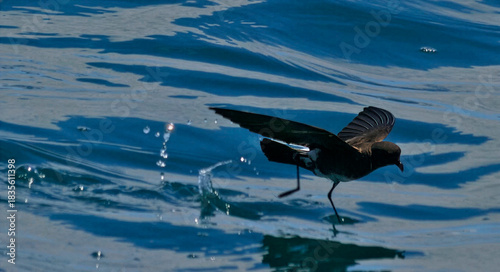 Black-bellied Storm-Petrel
