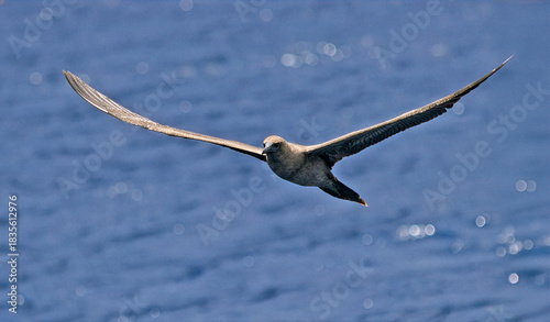 Red-footed Booby