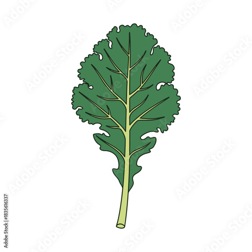 kale leaf vector illustration
