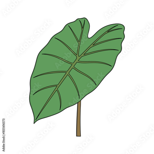 Colocasia leaf vector illustration