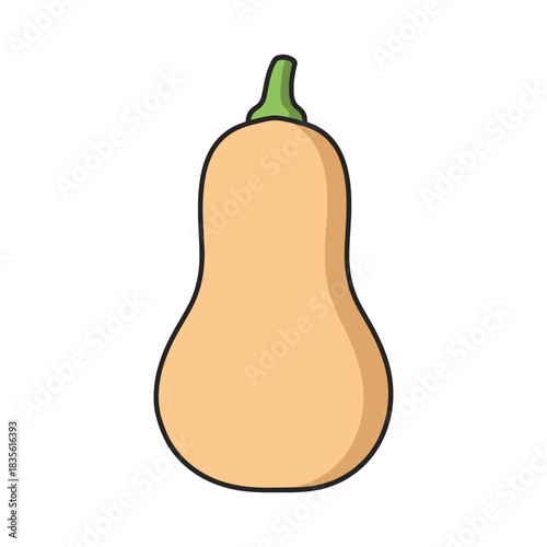 Butternut squash vegetable vector illustration