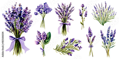 Collection of beautiful watercolor illustrations of lavender bouquets and sprigs with ribbons