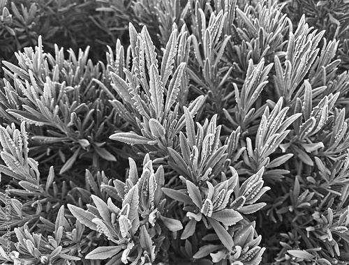 full-field view of a large quantity of aromatic herbs