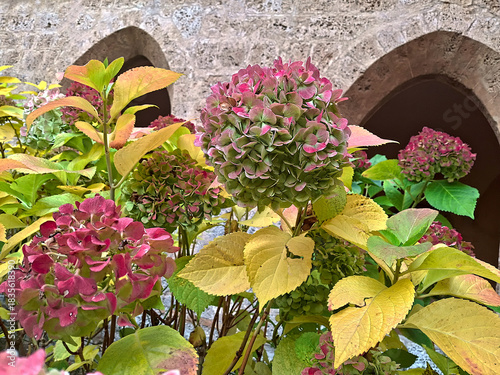 colorful bush of slightly faded hydrangeas