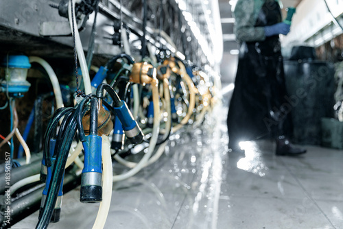 Quadro su tela Automated dairy farm with vacuum milking machines and human worker in protective