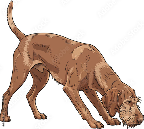 Hungarian Wirehaired Vizsla dog sniffing crouched pose