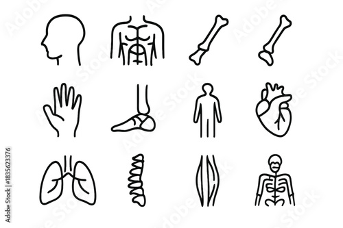 Anatomy Line Icon Set. Anatomy Illustration Icons. Line icon set of Anatomy Illustration Icons: head, torso, arms, legs, hand, foot, human silhouette, heart,