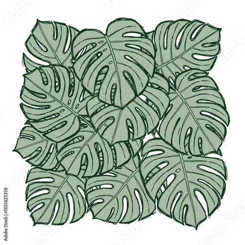 Hand drawn tropical pattern with layered green monstera deliciosa leaves on white.